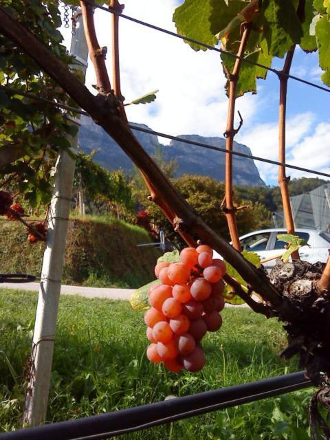 Tinnerhof Appiano Sulla Strada Del Vino Extérieur photo